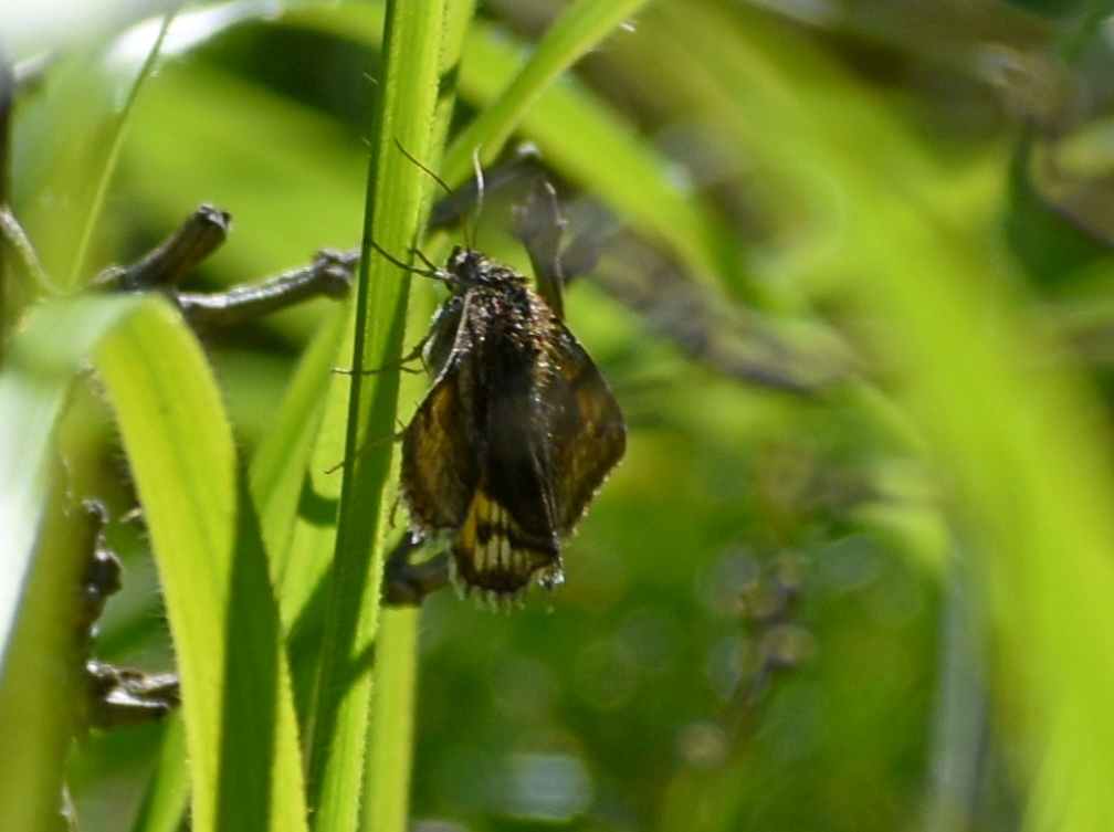 Euclidia glyphica - Erebidae